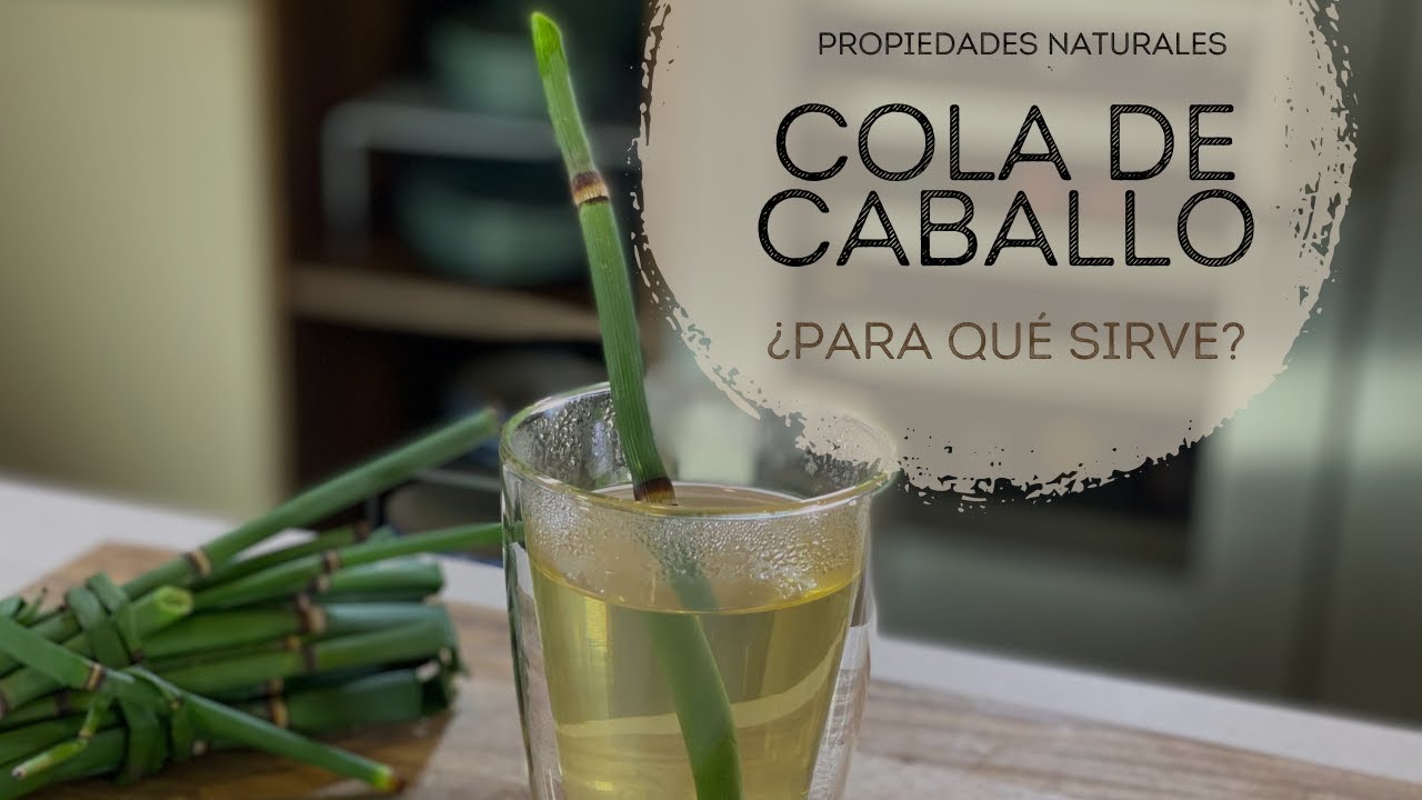 Beneficios de la cola de caballo para el cabello