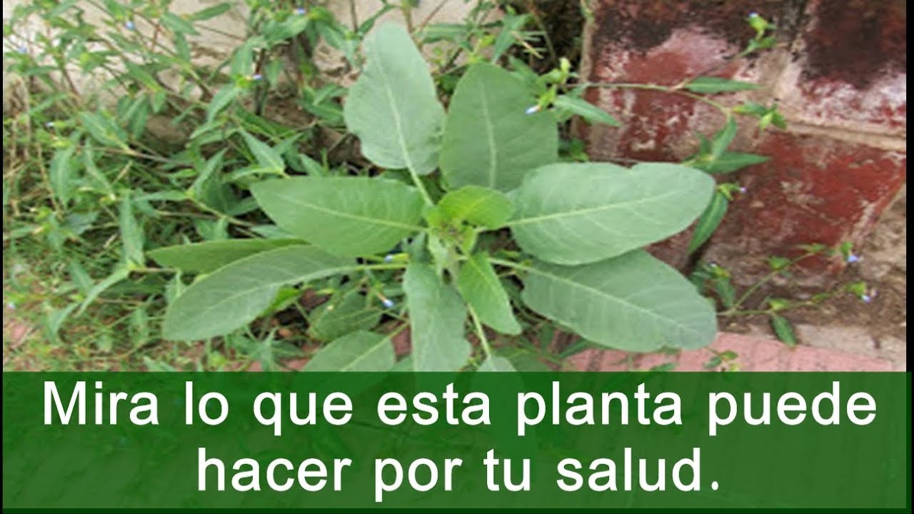 Beneficios de la planta palan palan