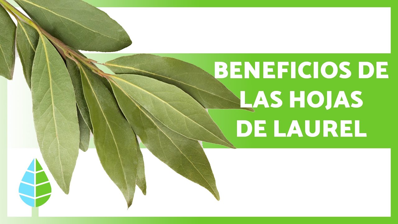 Beneficios de las hojas con puntos