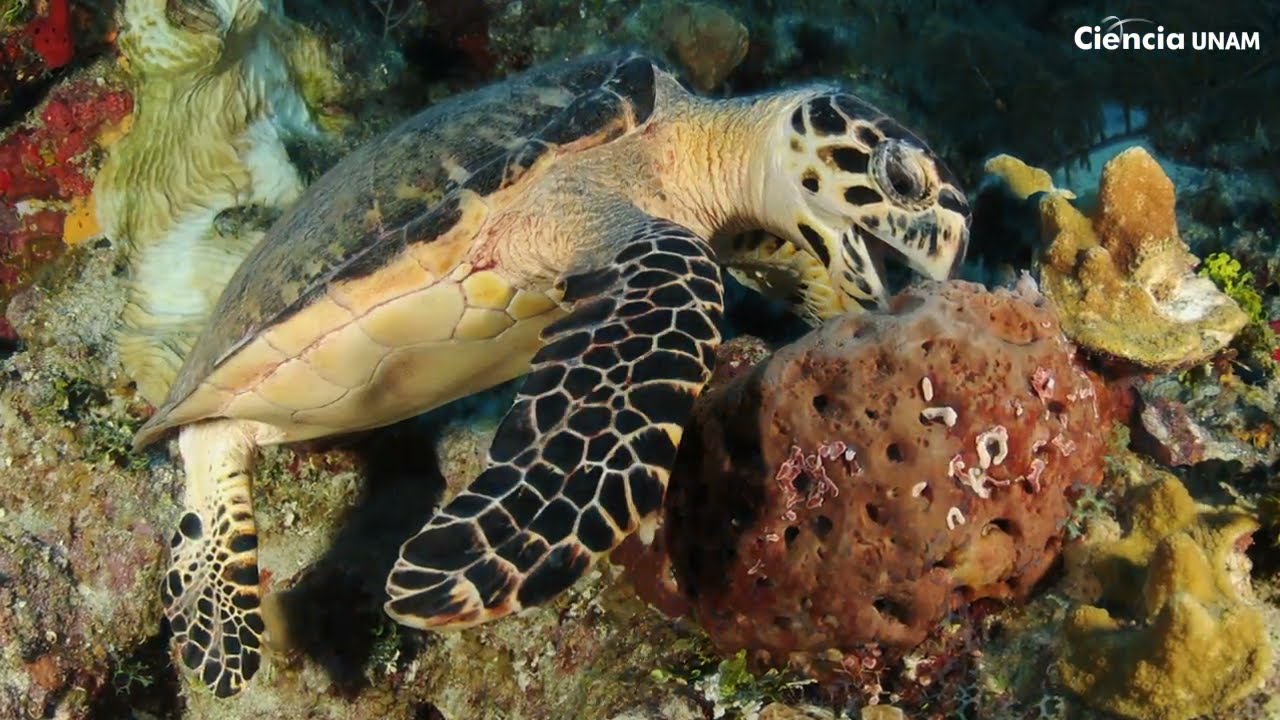 Características de la esponja de mar: Conoce las peculiaridades de la esponja marina