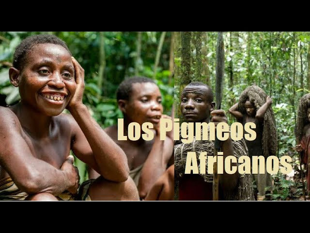 Características de una Raza Africana de Baja Estatura