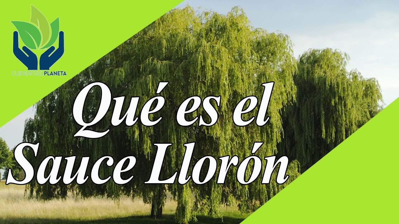 Características particulares del árbol de expansión