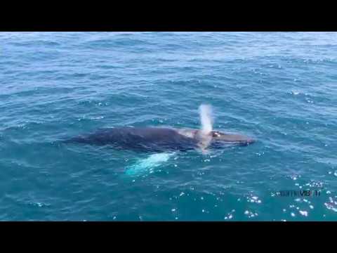 Chorro de agua de ballenas