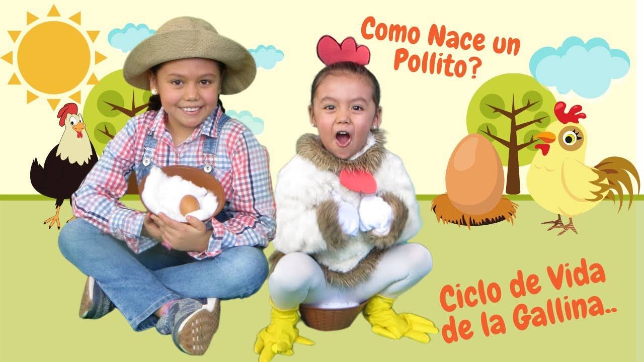 Ciclo de vida de un pollo