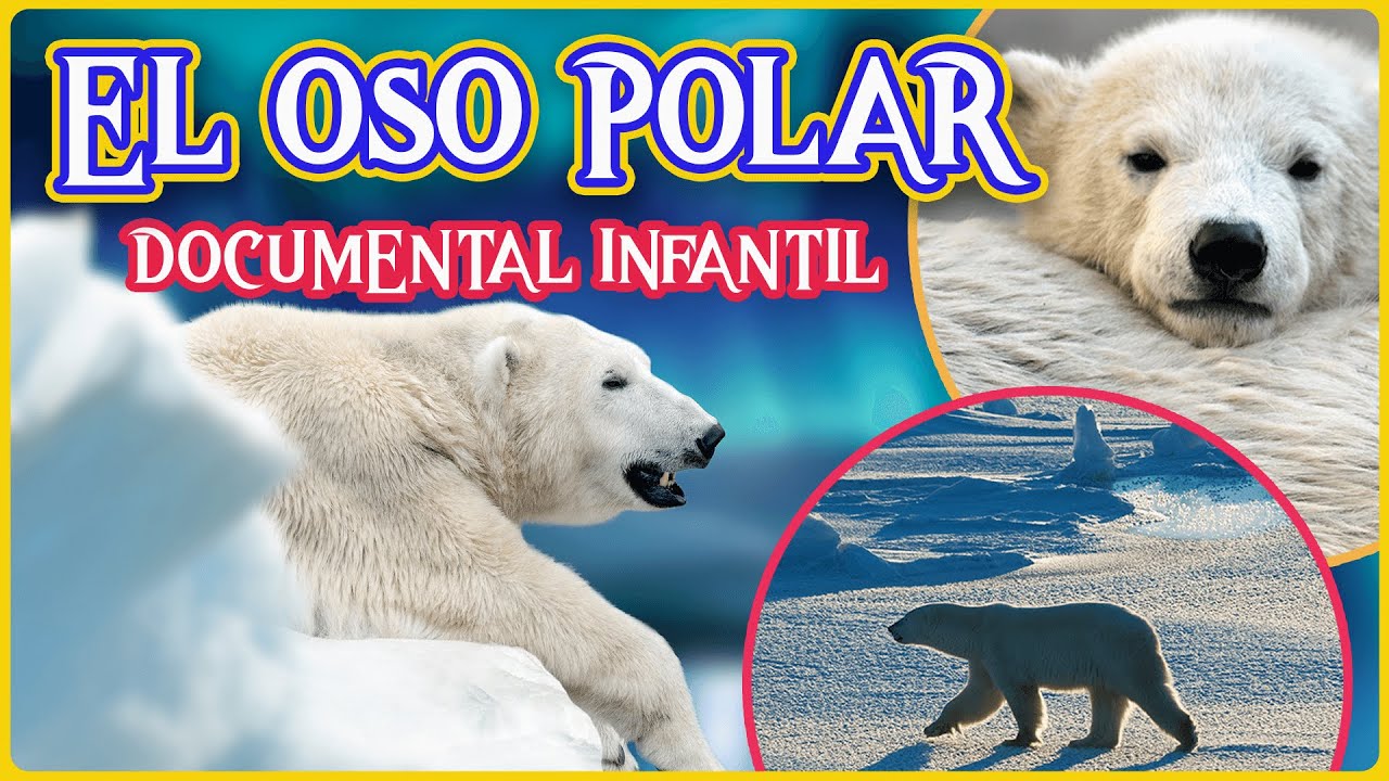 Ciclo de vida del oso polar explicado a niños