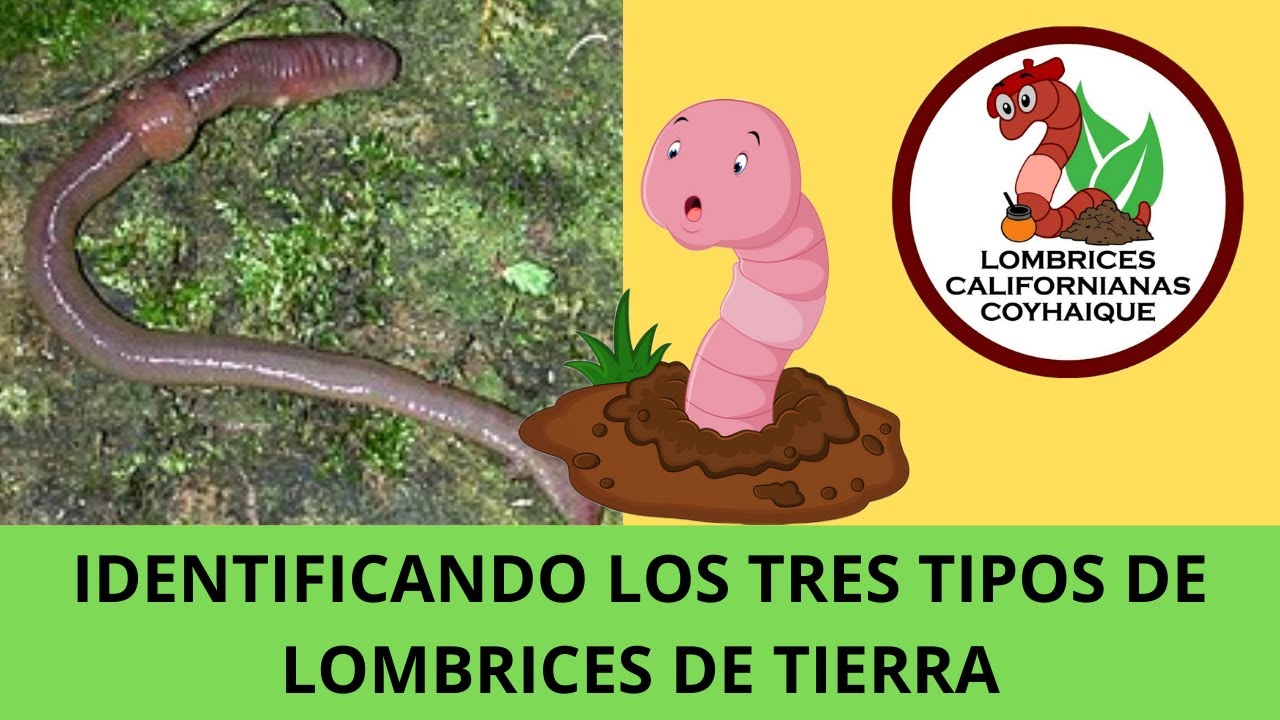 Clasificación de la lombriz de tierra