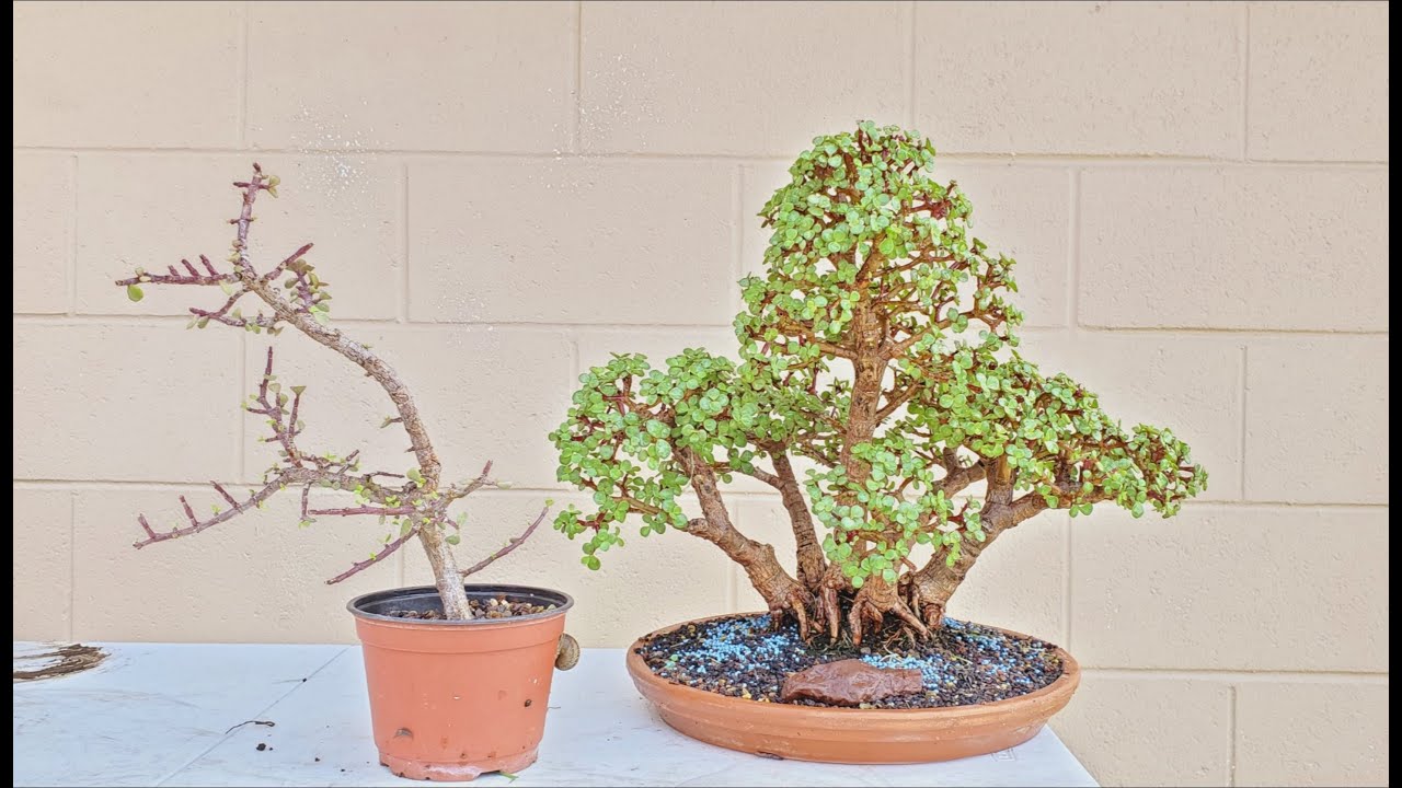 Cómo revivir un árbol de la abundancia seco: Revive un árbol de la abundancia seco