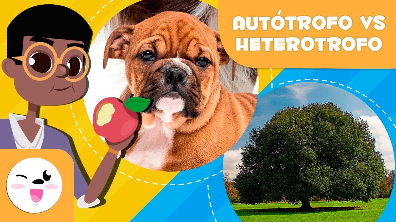 Comparativa: organismos autótrofos vs. heterótrofos