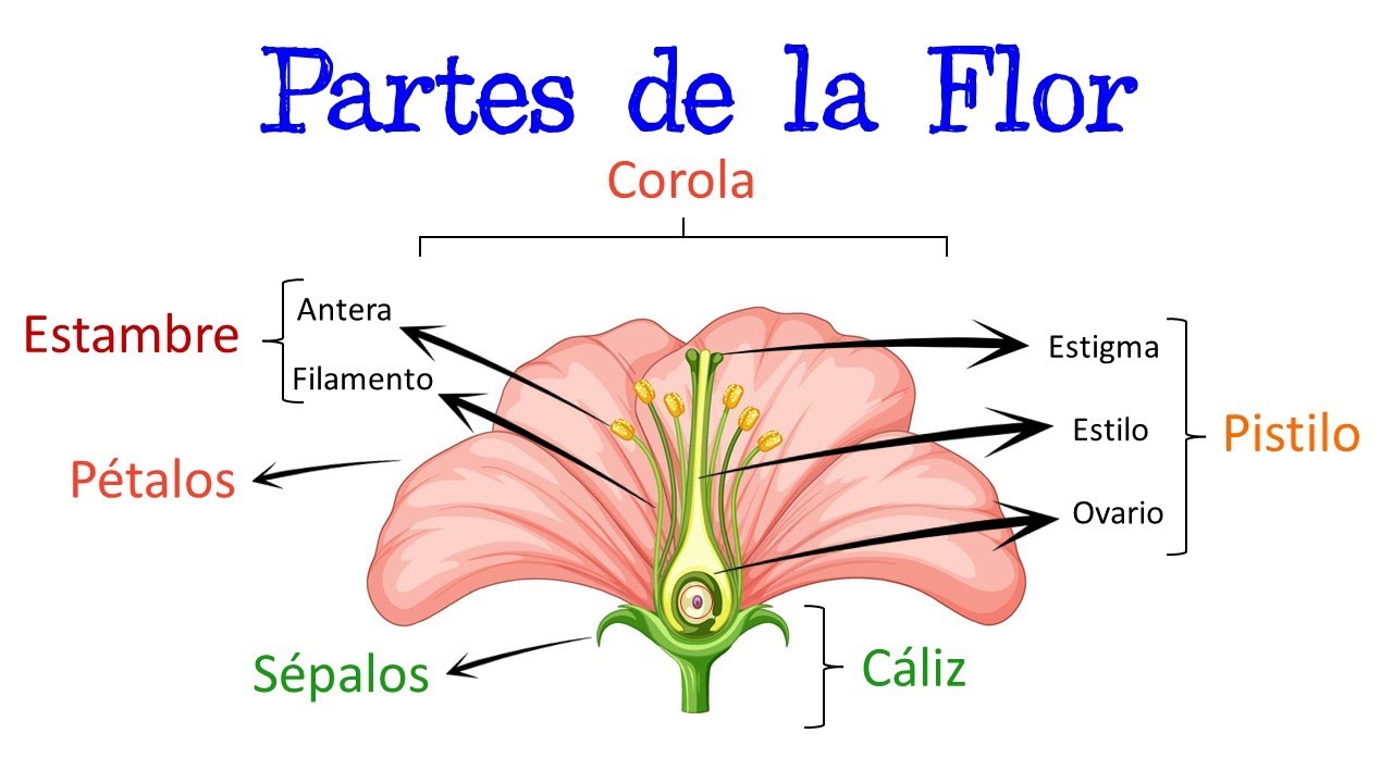 Conoce las partes de la Flor de Mayo