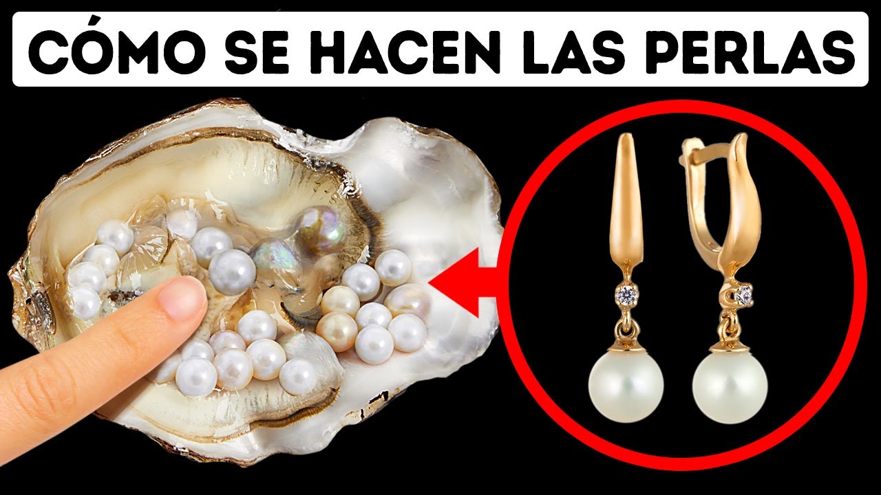 Consecuencias de la extracción de perlas en las ostras