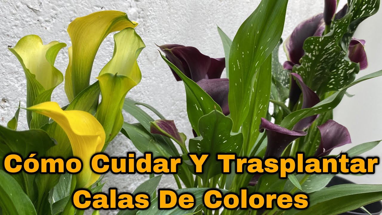 Cuidados y colores de las calas