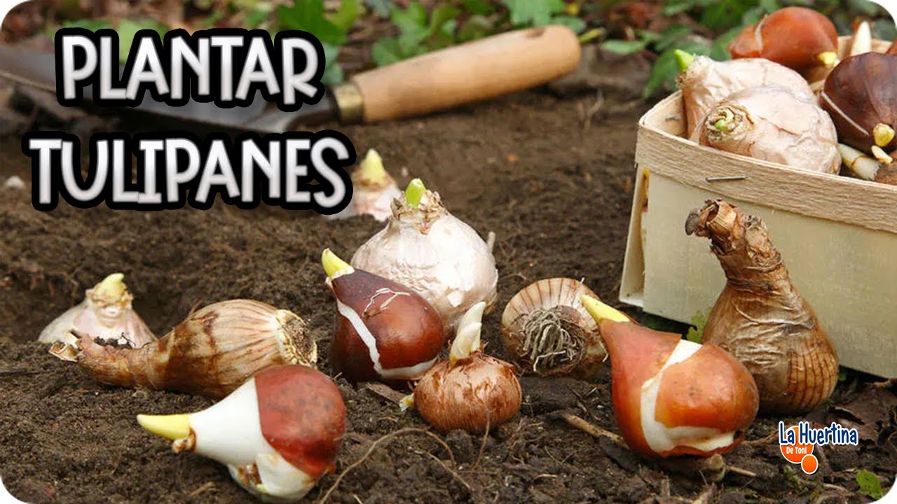 Cultivo de tulipanes en maceta: paso a paso