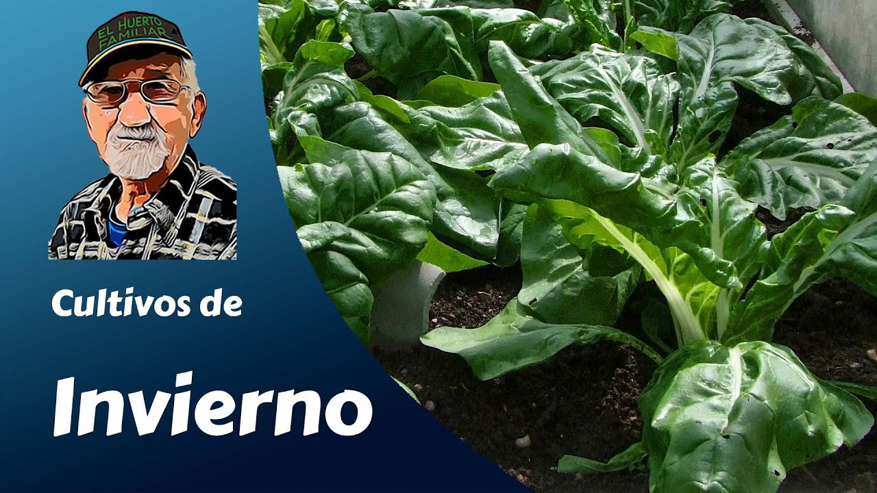 Cultivos para el Hemisferio Norte