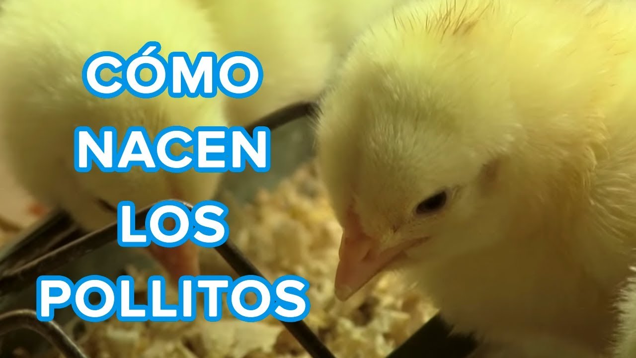 Descripción divertida de un pollito para niños