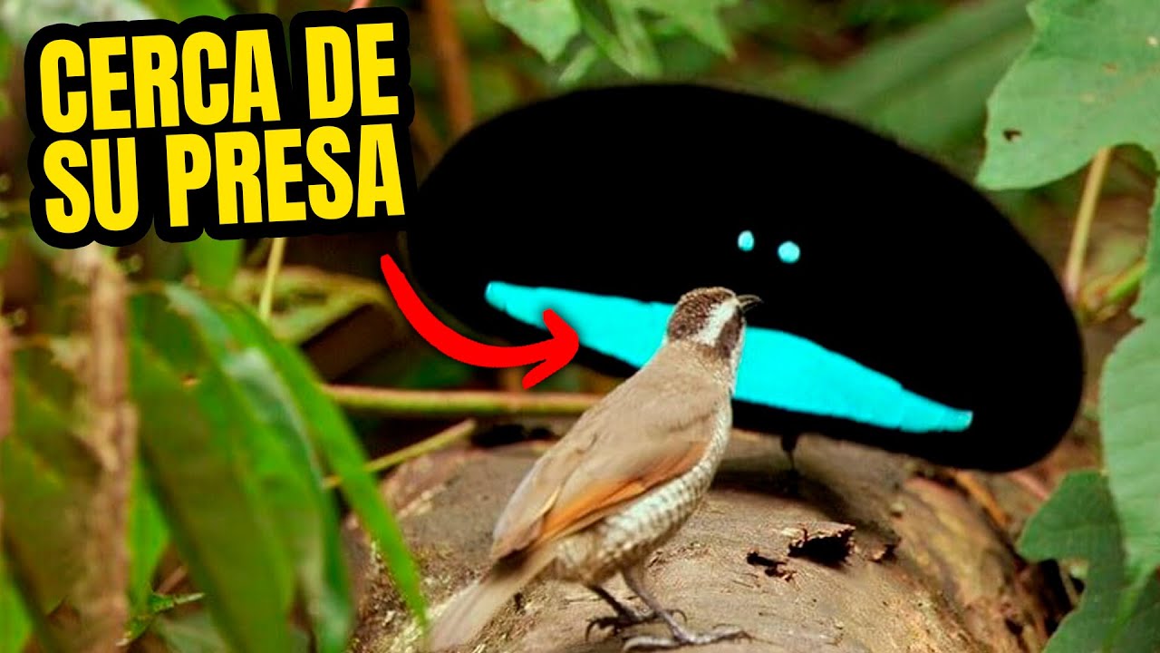 Descubre el hábitat de las aves