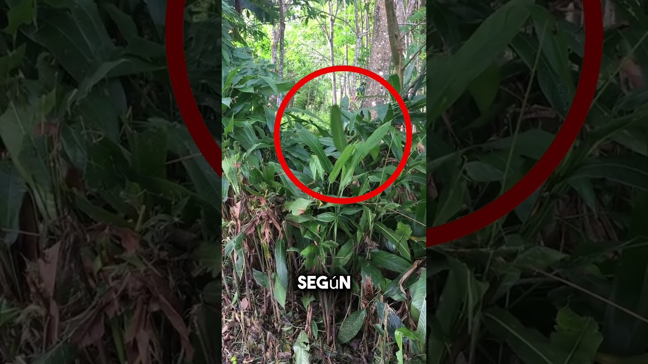 Descubre la diversidad de plantas en los bosques