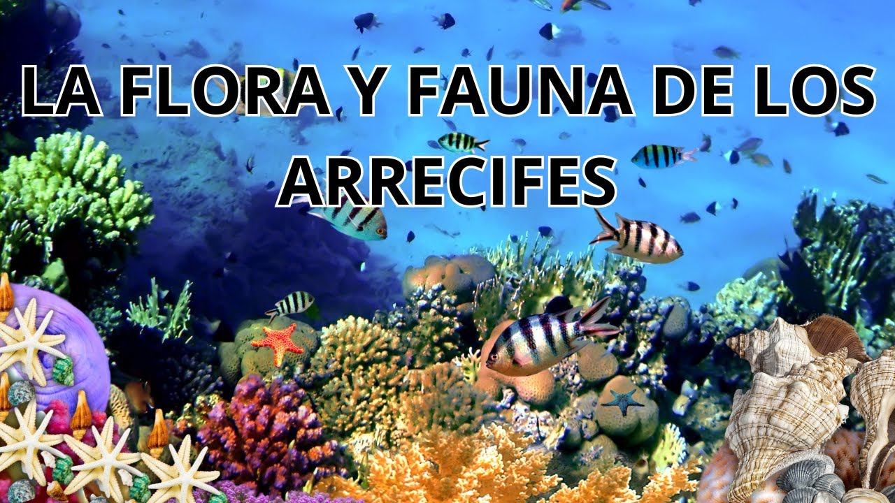 Descubre la flora característica de los arrecifes