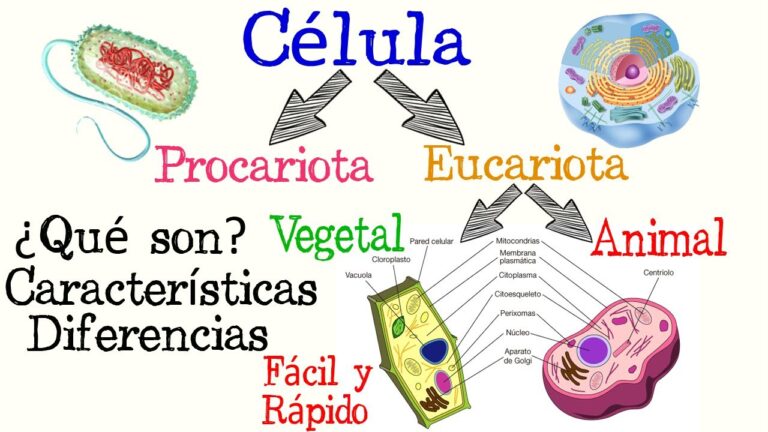 Diferencias entre célula eucariota y procariota - promagal.es - Blog