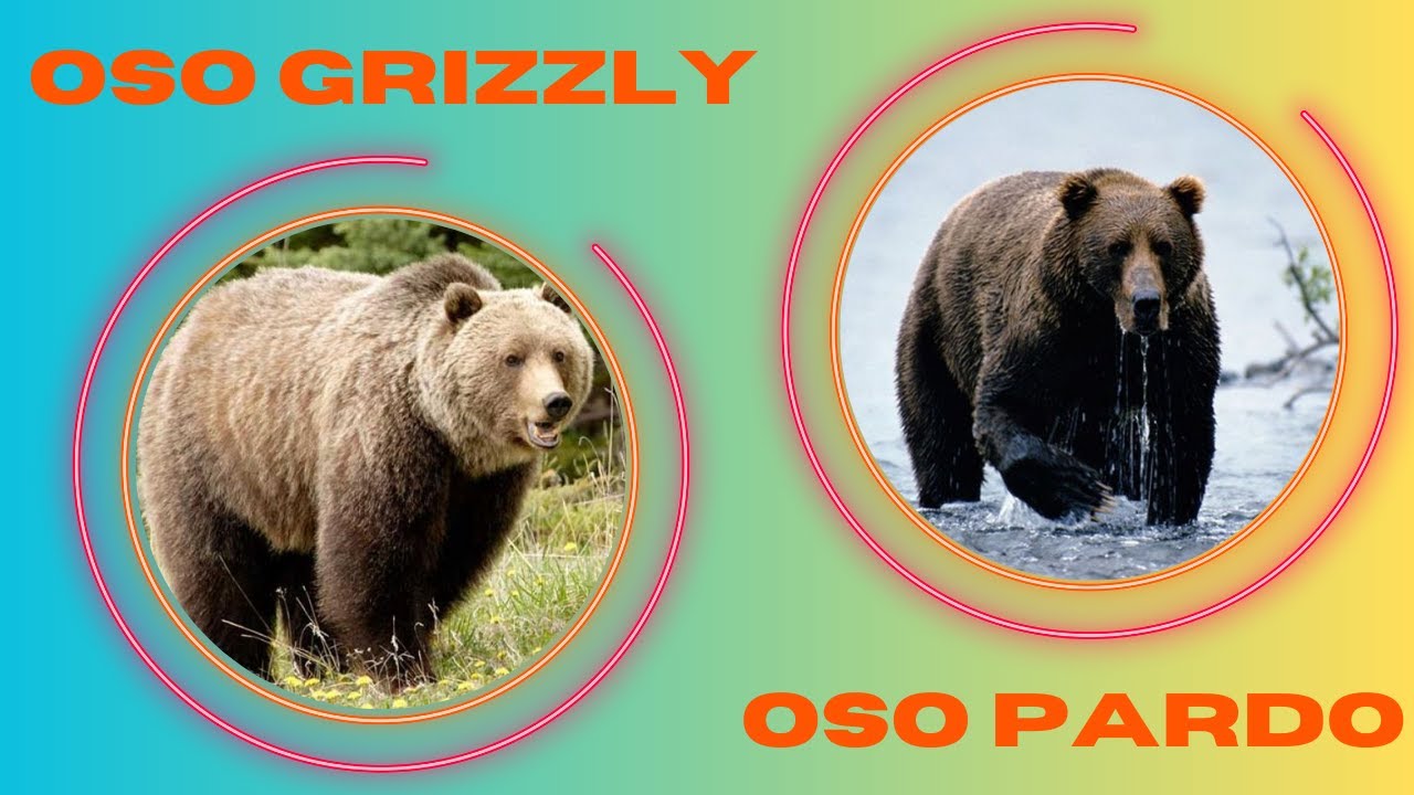 Diferencias entre oso grizzly y oso pardo: conócelas