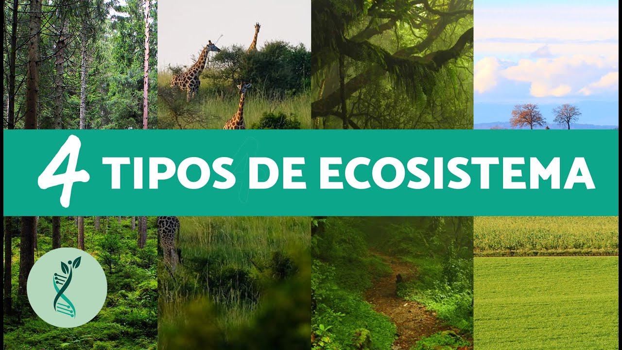 Diversidad de paisajes: selva sabana desierto bosque y tundra