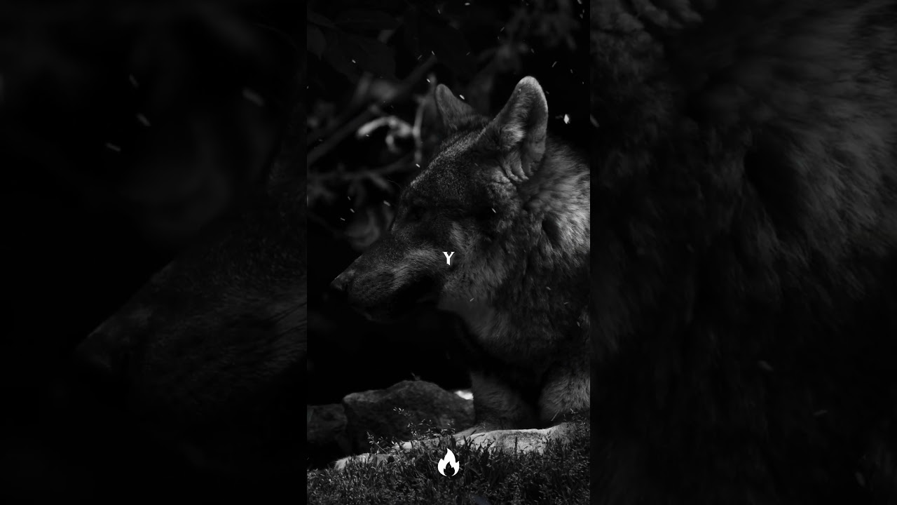 El lobo y su visión sobre los demás