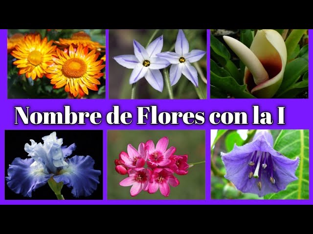 Encuentra flores o frutos con la letra i
