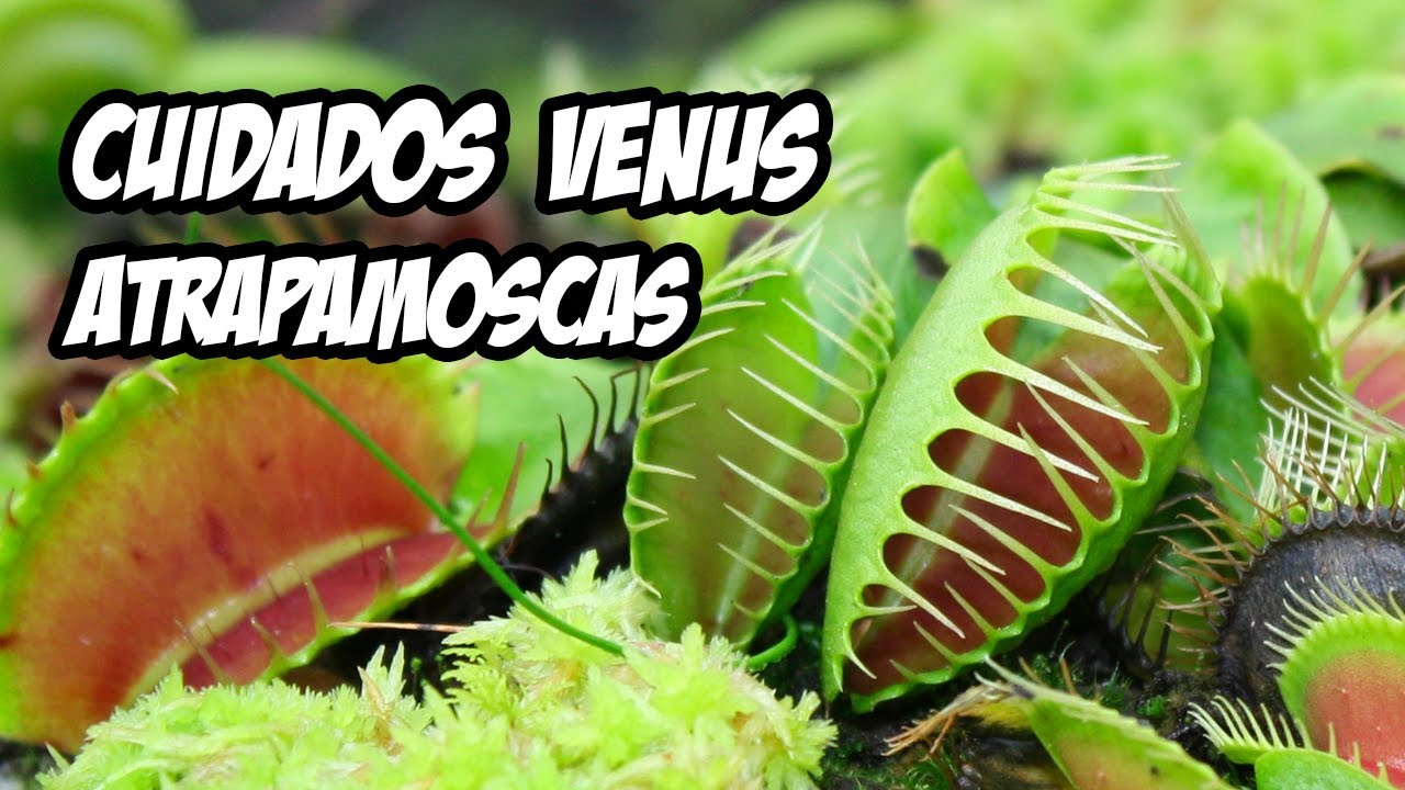 Entendiendo la planta Venus atrapamoscas