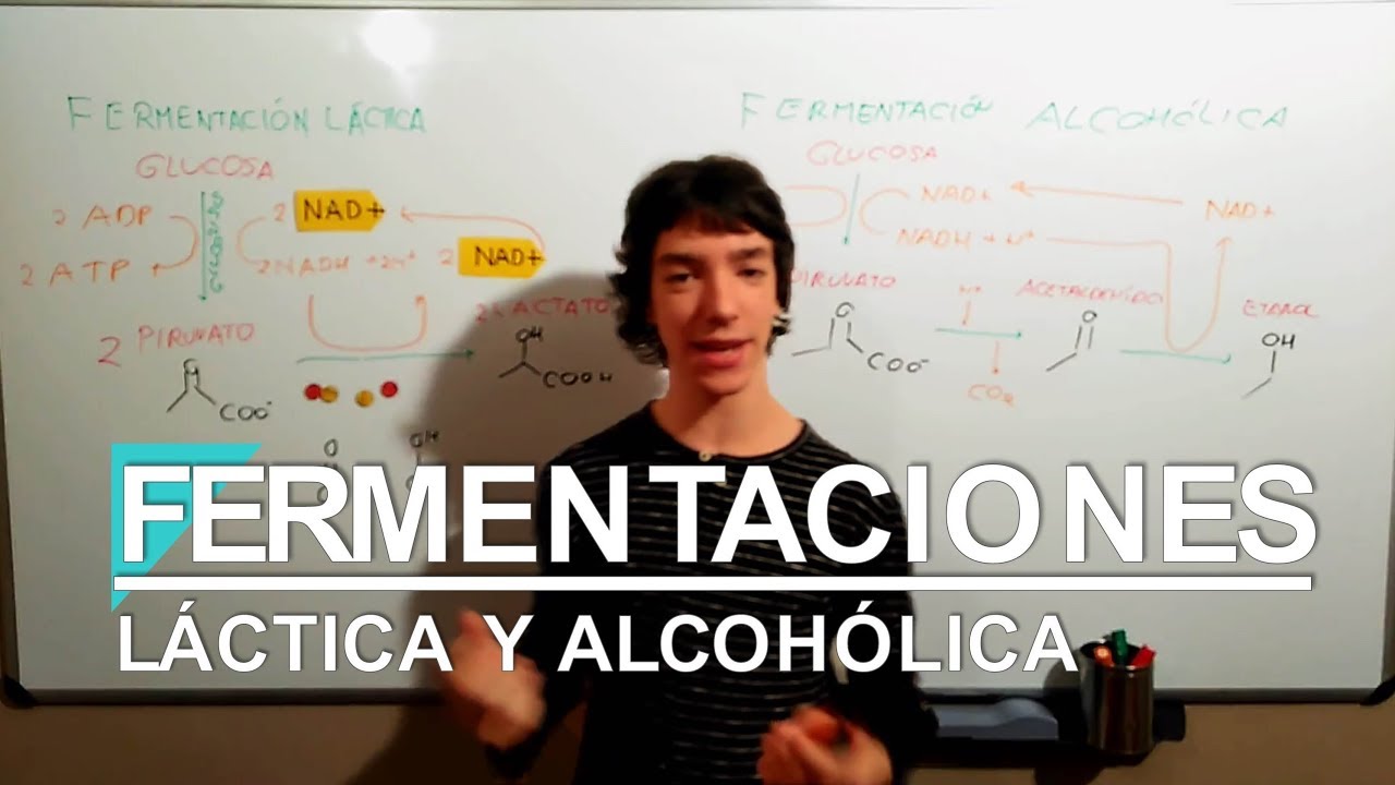 Fermentación láctica: reacción química