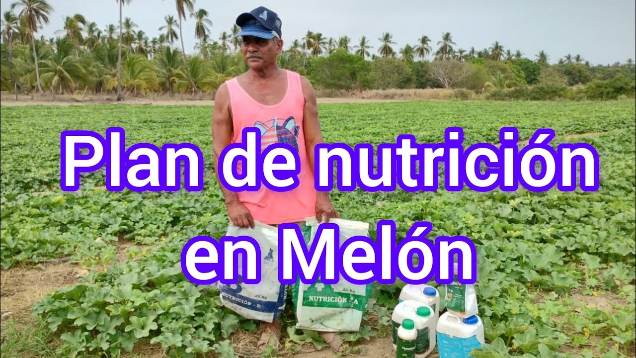 Fertilizantes recomendados para el melón