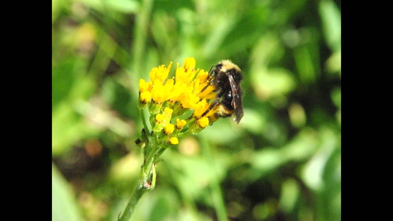 Flora y fauna de los Estados Unidos