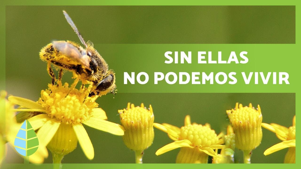 Función crucial de las abejas en el medio ambiente
