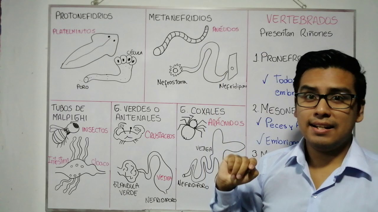 Función de los tubos de Malpighi en los insectos
