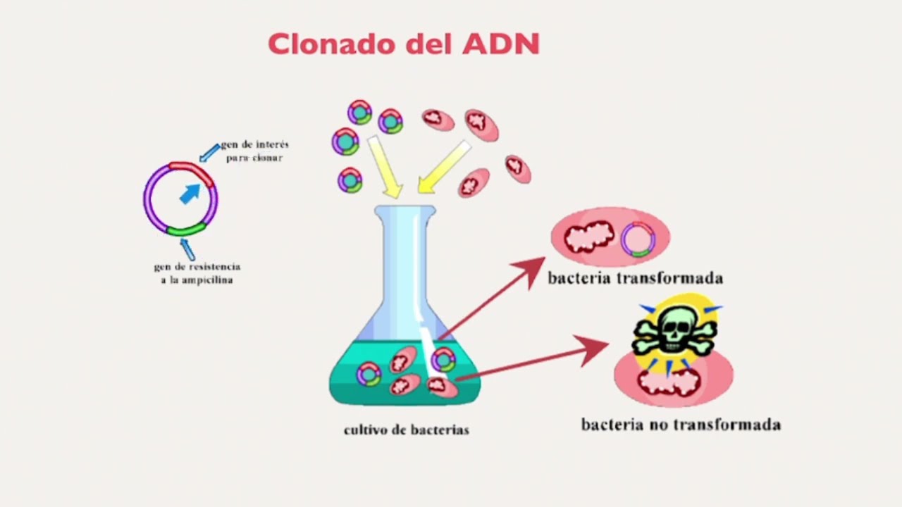 Genética aplicada en ecología