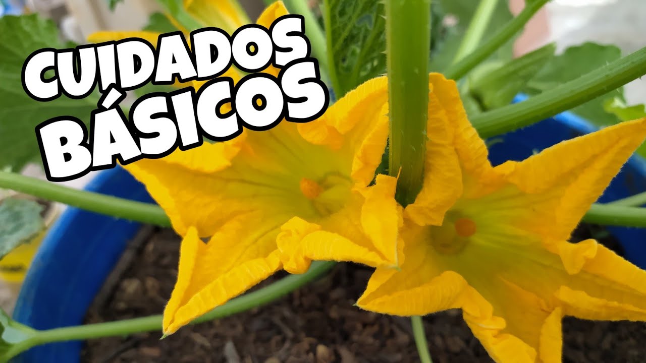 Guía de cuidados para una planta de calabaza