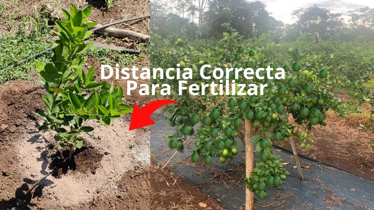 Guía para aplicar fertilizante a tus plantas