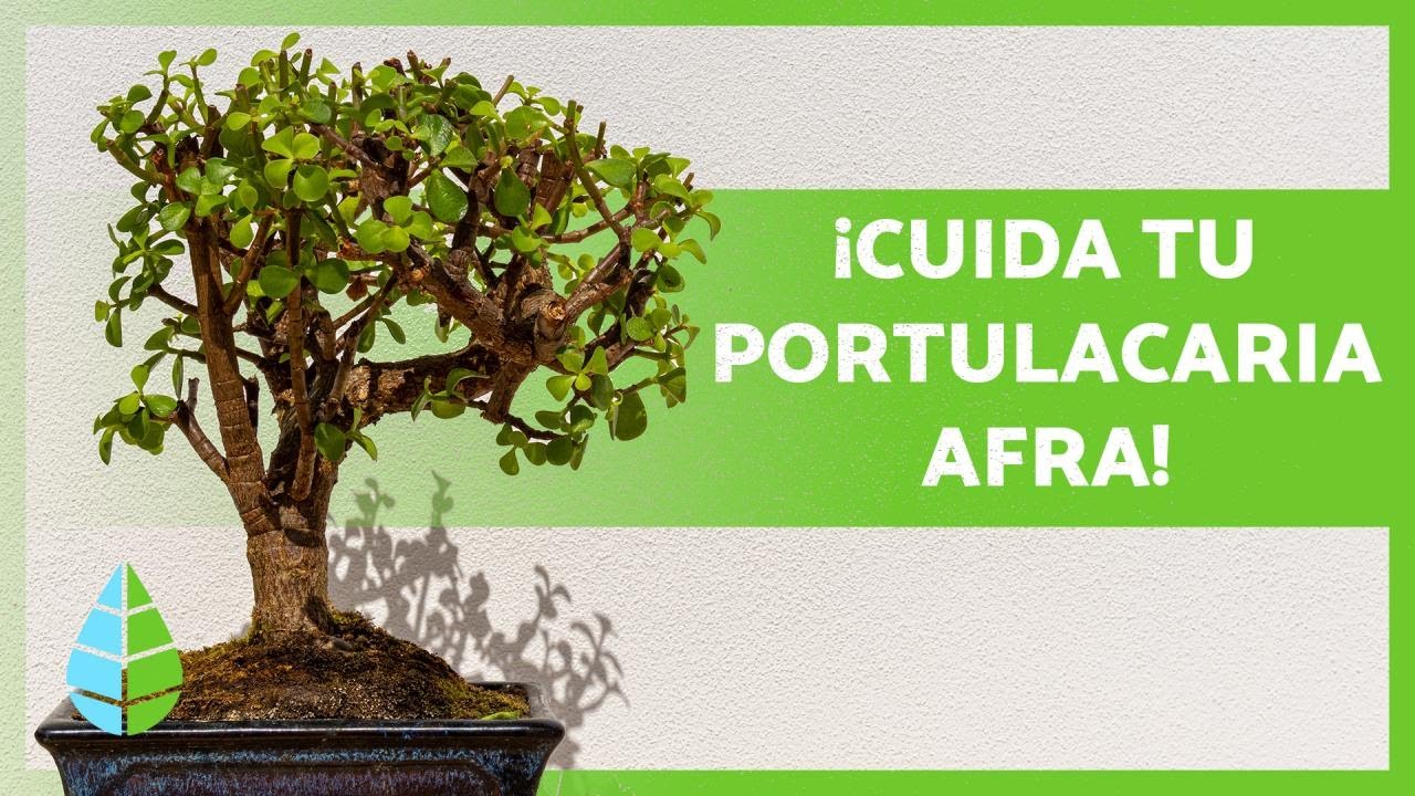 Guía para cuidar una planta de la abundancia