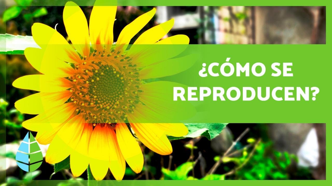 Importancia de la reproducción de plantas: Todo lo que debes saber
