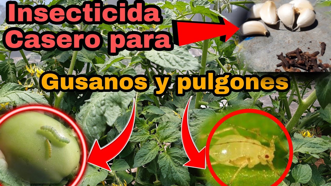 Insecticida casero para tomates saludables