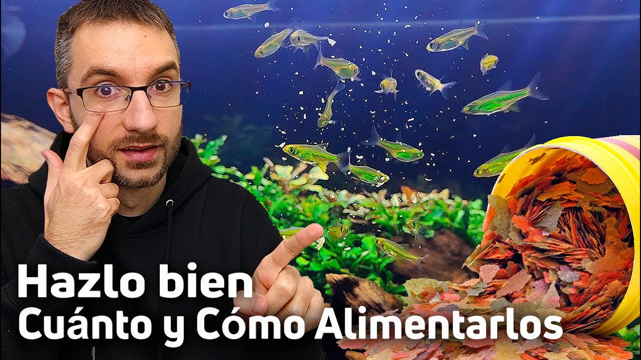 La alimentación de los peces