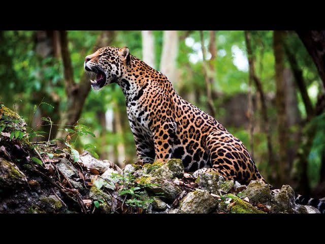 La cadena alimenticia en la selva tropical: equilibrio natural