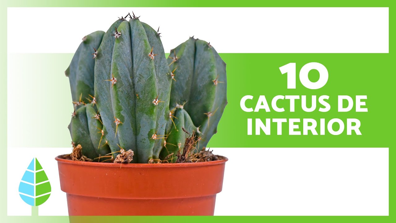 Nombre para tienda de cactus y suculentas