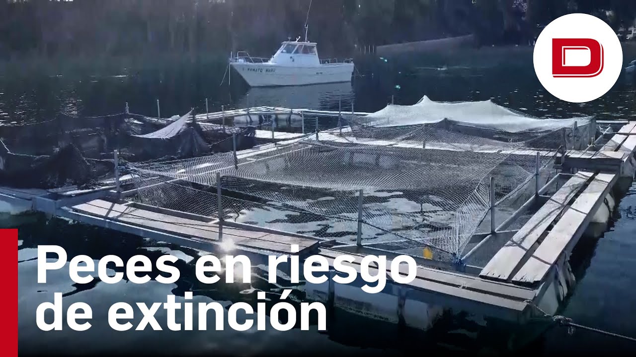 Peces en peligro de extinción en Perú