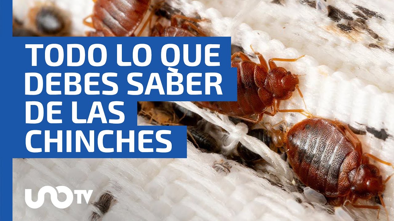 Reproducción rápida de las chinches