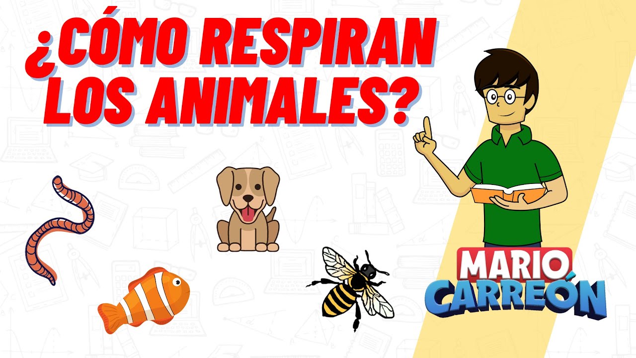 Respiración: animales terrestres vs acuáticos