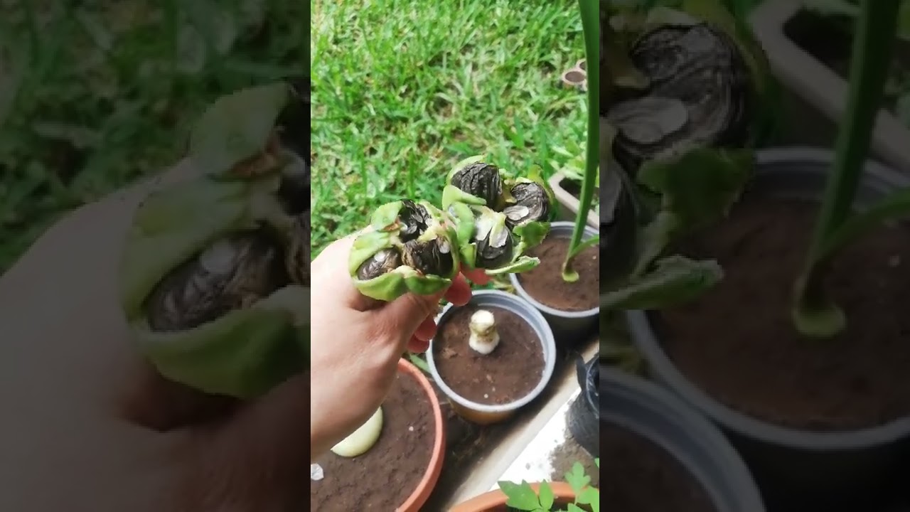 Semillas de los lirios: Conoce todo sobre las semillas de estas hermosas flores