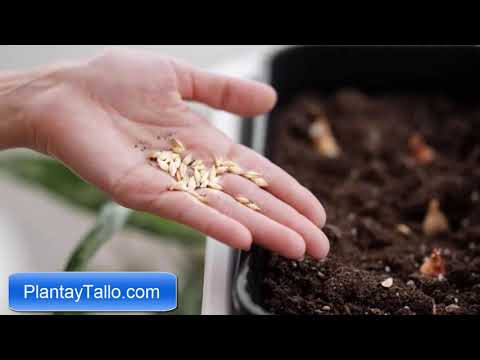 Semillas que germinan con luz