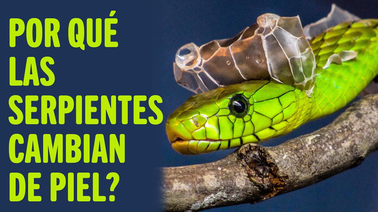 Serpientes que respiran por la piel: Curiosidades