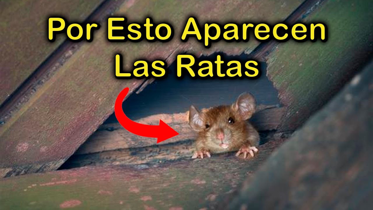 Significado de las ratas en casa