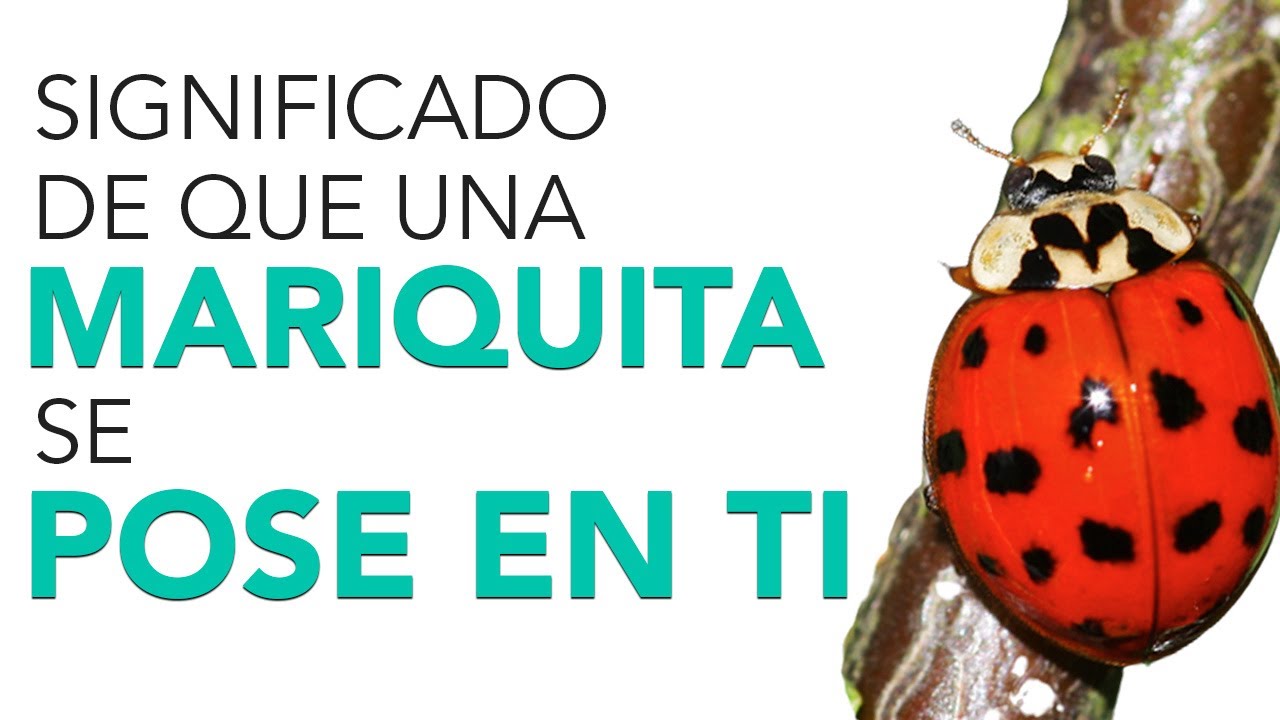 Significado de tener una vaquita de San Antonio en casa