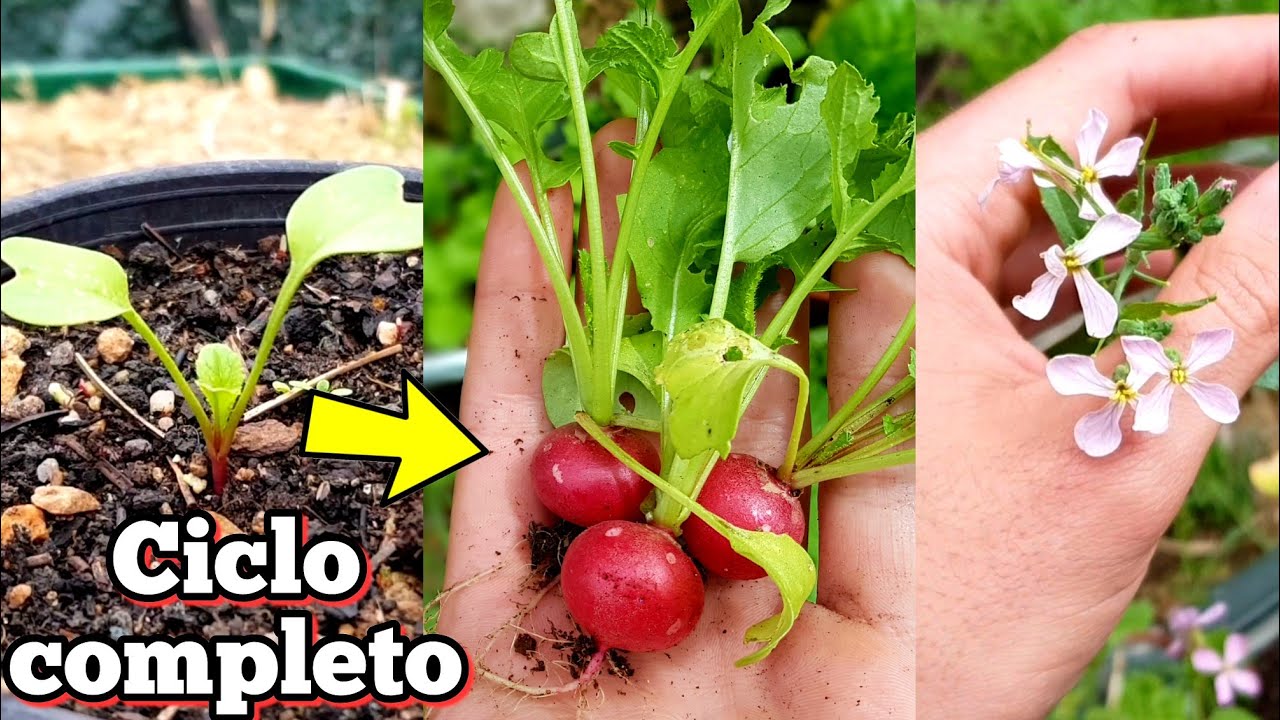 Tiempo de crecimiento del rábano